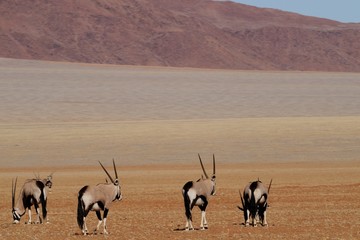 Oryx, Gemsbok in arid desert landscape, Namibia