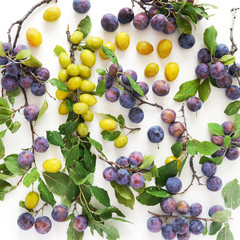 Food background. Composition of yellow and blue plums on branches with leaves top view, flat lay. Fresh fruit pattern.