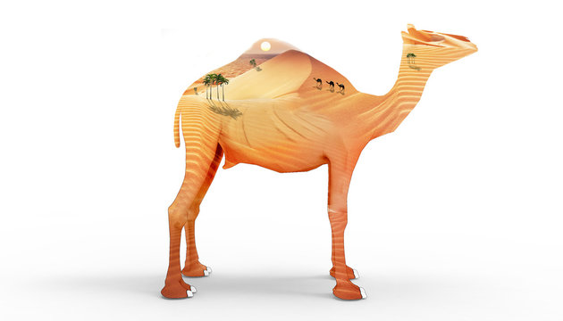 Camel and beautiful desert background / illustrations