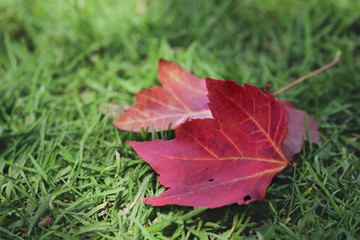 Fallen red maple leaves on green grass in Autumn in retro filter, Image for Fall season Background