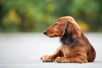 red dachshund puppy lying down outdoors
