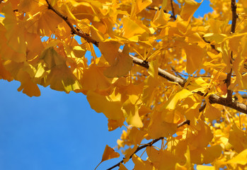 yellow foliage of a gingko tree in autumn