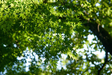 青カエデの光と影３