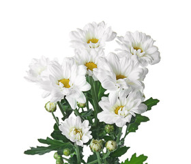 Fototapeta premium Beautiful chrysanthemum flowers on white background