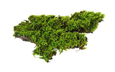 moss isolated on white