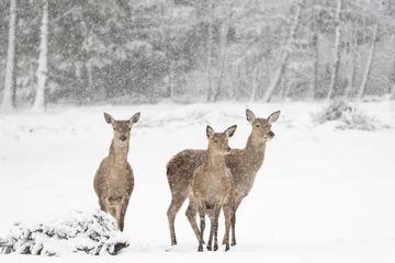 Deurstickers Ree Hert voor een besneeuwd, winters bos