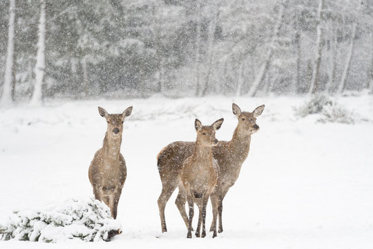 100 Winter Landschaft Cognisingbrains