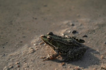 frog