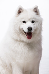 siberian husky dog isolated on white background