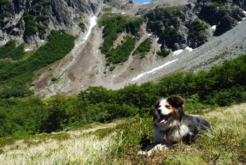 Naklejka na ściany i meble Dog sitting down and smiling after a trekking to the mountains