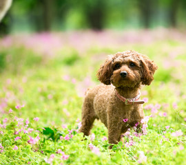 Teddy dog running on the grass