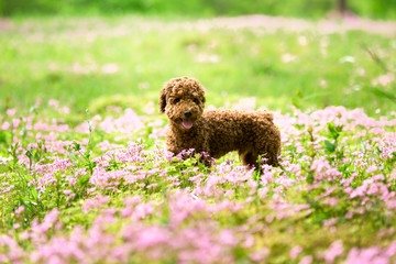 Teddy dog running on the grass