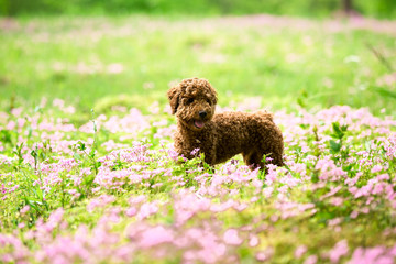 Fototapeta premium Teddy dog running on the grass