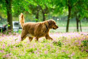 Dog running on the grass