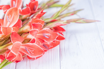 Bouquet of red gladiolus flowers on a white background. Free space