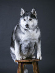 portrait of siberian husky