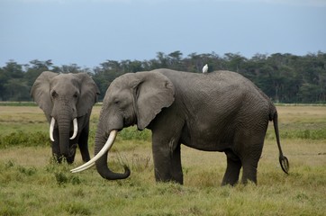 Fototapeta na wymiar Elephants at Amboseli National Park in Kenya