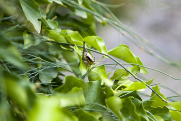 grasshopper sitting on the leaf in the bushes