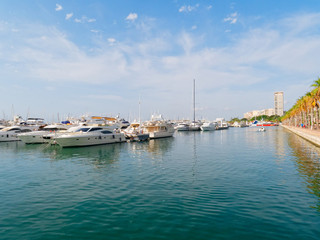 Fototapeta na wymiar Promenade of palm trees in Alicante. View of the port.