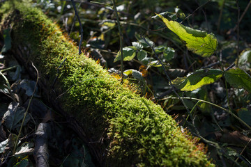 Green Moss grows on a tree in the forest
