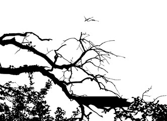 Realistic tree silhouette (Vector illustration).