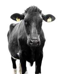 Fototapeten Kuh schwarz auf weißem Hintergrund © Kunz Husum