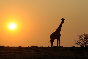 Fototapeta na wymiar Giraffe silhouette in desert landscape with sunset in Namibia