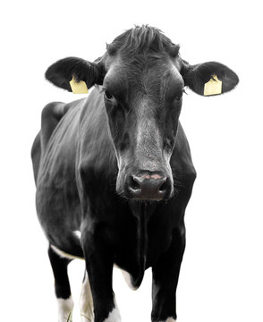 cow black on white background