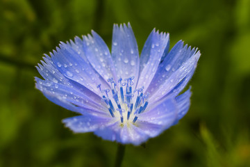 blue flower