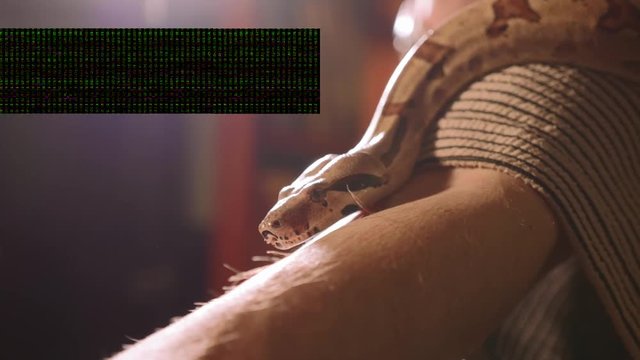 Snake on the male hand. Dangerous reptiles in the role of domestic pets.