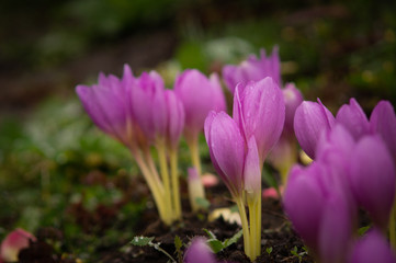 Obraz premium Autumn Crocus