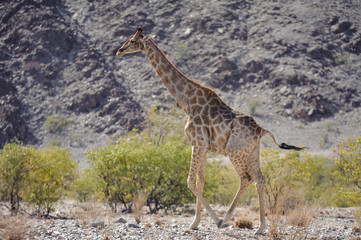 Giraffe in desert landscape Namibia