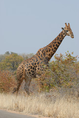 Giraffe in desert landscape Namibia