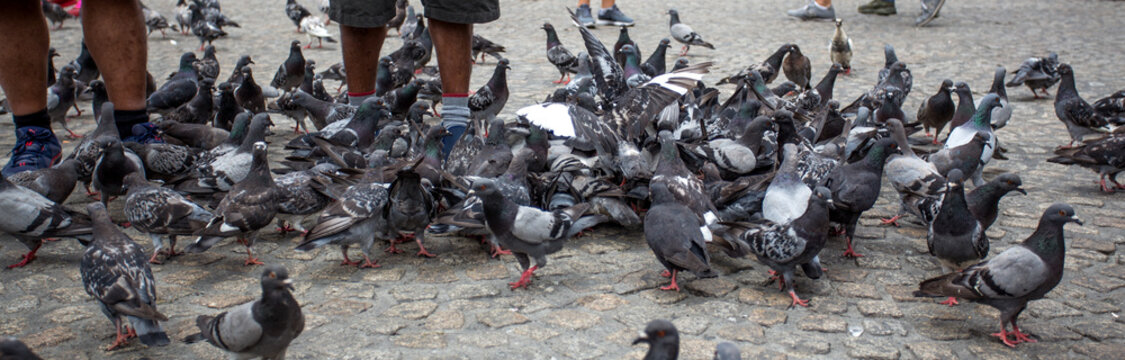  Pigeons on the square of the city
