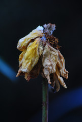 Withered yellow rose after a cold winter snowfall
