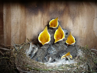 Jungvögel vom Gartenrotschwanz