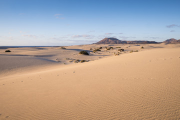 Fototapeta na wymiar Parque Natural de Corralejo Sand Dunes Corralejo La Oliva Fuerteventura Canary Islands Spain