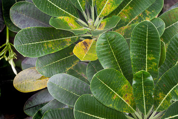 Top of nature green leaves Plumeria.
