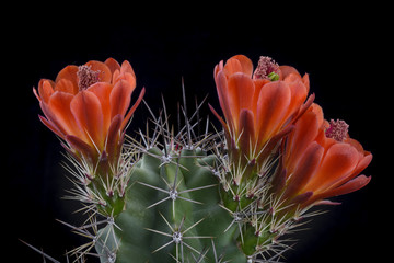 Cactus Echinocereus triglochidiatus melanacanthus with flower isolated on Black.