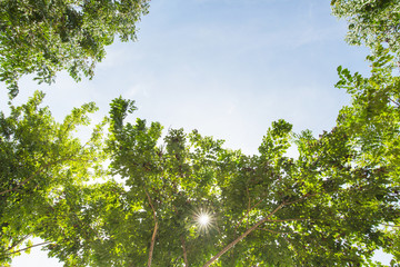 Obraz premium Green Tree with Clear Blue Sky