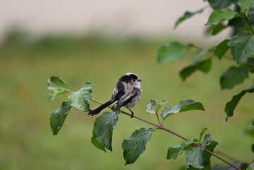 Fototapeta premium Long Tailed Tit Bird