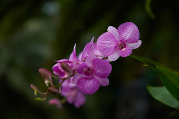 Fototapeta na wymiar Beautiful purple orchids on the tree