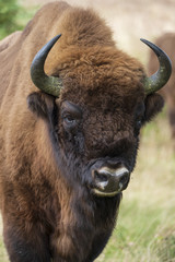 wisent standing in the forest of the natural park, Maashorst