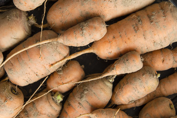 Fruit carrot in a bedded cottage in detail with pieces of clay.