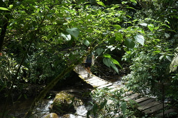 Hängebrücke im Dschungel