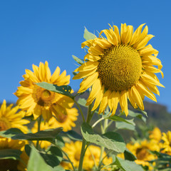 Naklejka premium Gelbe Sonnenblumen vor blauem Himmel