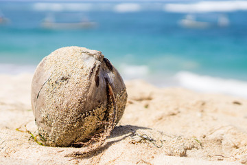 Old coconut in a beach on ocean background