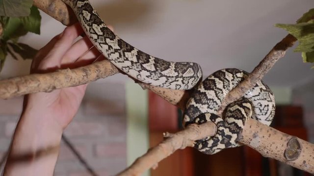 Snake crawls along the branch at home. Reptiles in role of domestic pets concept