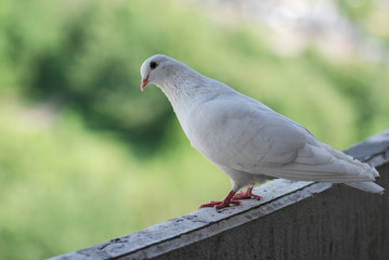 Proud white pigeon on a balcony over blurred green street background