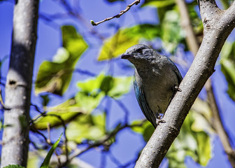 Bird Thraupis episcopus in mulberry